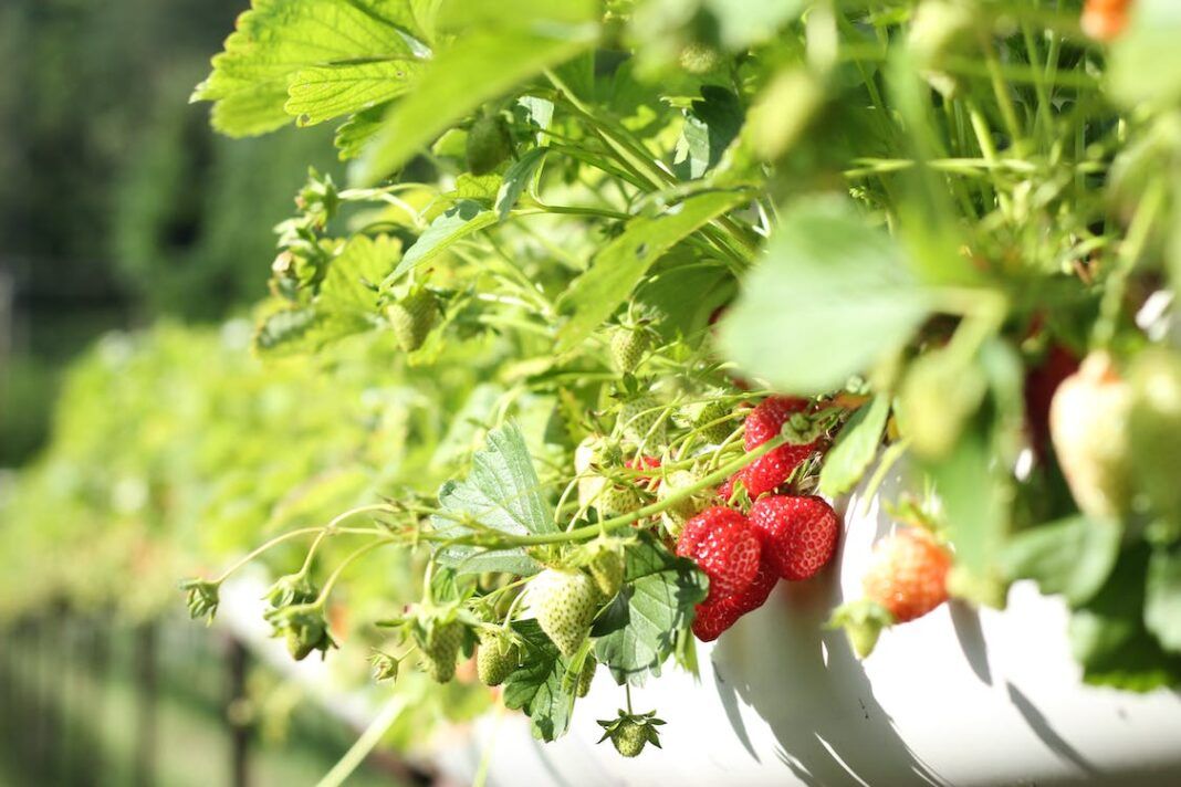 Imagen de un cultivo de fresas. Fuente: Pexels